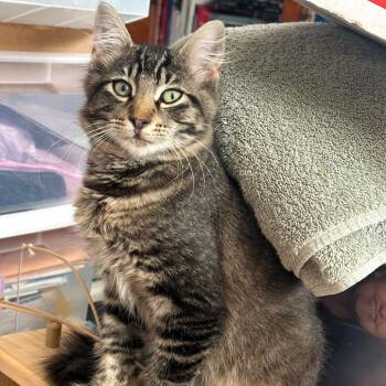 Gustav -  Domestic Medium Hair Cat for Adoption in Vallejo, California - Gustav | PetCurious