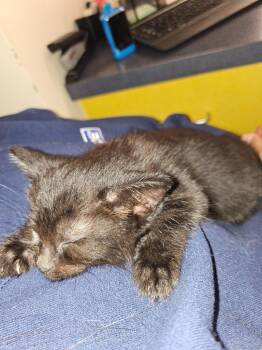 Rescue Domestic Short Hair Cats for Adoption in Portland, Indiana - Aspen | PetCurious