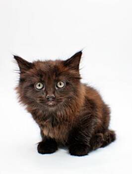 Domestic Long Hair and Domestic Short Hair Cats Available for Adoption in Morton Grove, Illinois - Stella | PetCurious