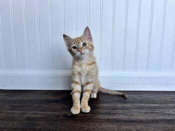 DELTA -  Domestic Short Hair Cat for Adoption in Colorado Springs, Colorado - DELTA | PetCurious