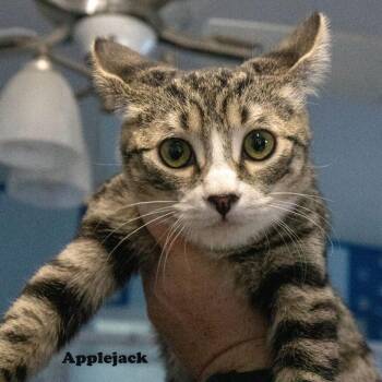 Applejack -  American Shorthair Cat for Adoption in Yucaipa, California - Applejack | PetCurious
