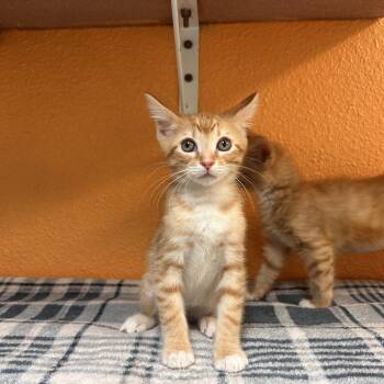 Angel -  Domestic Short Hair Cat for Adoption in Fresno, California - Angel | PetCurious
