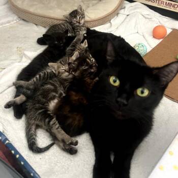 Domestic Short Hair Cats Available for Adoption in Long Beach, California - Paprika | PetCurious