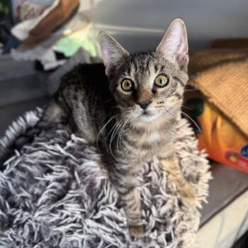 Matey -  Domestic Short Hair Cat for Adoption - Matey | PetCurious