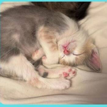 Domestic Short Hair Cats Available for Adoption in Westminster, California - Vibraslap | PetCurious