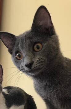 Rescue Domestic Short Hair Cats for Adoption in Mokena, Illinois - Hyacinth Bridgerton | PetCurious