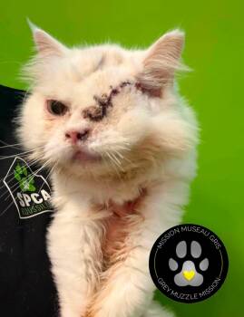 BLANCHE -  Domestic Long Hair Cat for Adoption in Delson, Quebec - BLANCHE | PetCurious