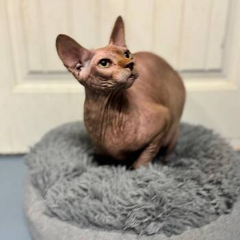 Dobby -  Sphynx Hairless Cat Cat for Adoption in Brownsboro, Alabama - Dobby | PetCurious