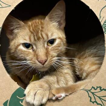 ZARA -  Domestic Short Hair Cat for Adoption in St. Louis, Missouri - ZARA | PetCurious