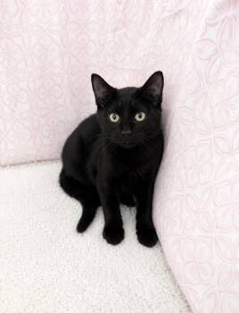 Rampage -  Domestic Short Hair Cat for Adoption in Columbia, South Carolina - Rampage | PetCurious