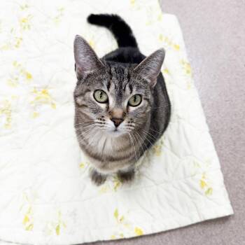 Allie -  Domestic Short Hair and Mixed Breed Cat for Adoption in Oshkosh, Wisconsin - Allie | PetCurious