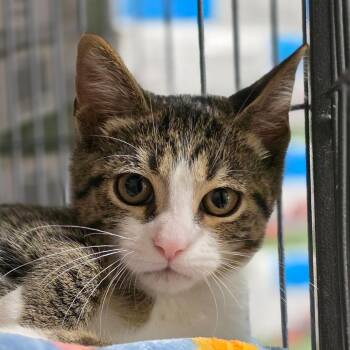 Hix -  Domestic Short Hair Cat for Adoption in Muncie, Indiana - Hix | PetCurious