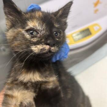 Rose -  Domestic Short Hair Cat for Adoption in Summerville, South Carolina - Rose | PetCurious