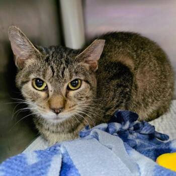 Domestic Short Hair Cats Available for Adoption in New Cumberland, West Virginia - Ozzy | PetCurious