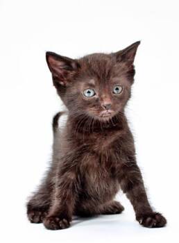 Domestic Short Hair Cats Available for Adoption in Morton Grove, Illinois - Midnight | PetCurious