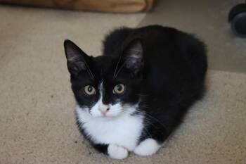Carlos -  Domestic Short Hair Cat for Adoption in Denver, Colorado - Carlos | PetCurious