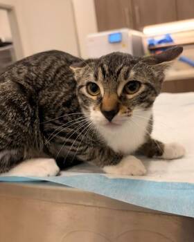 ALEXA -  Domestic Short Hair Cat for Adoption in Baytown, Texas - ALEXA | PetCurious