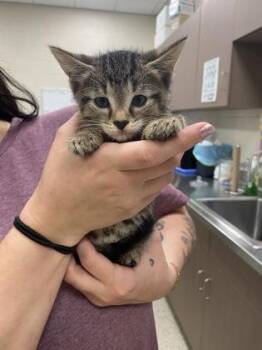Spatula -  Domestic Short Hair Cat for Adoption in Fishers, Indiana - Spatula | PetCurious