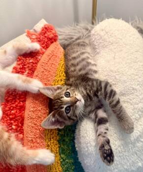 Domestic Short Hair Cats Available for Adoption in Chicago, Illinois - Axl | PetCurious