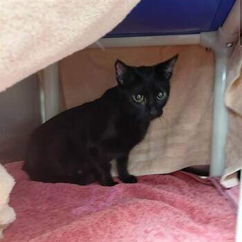 PHOEBE -  Domestic Short Hair Cat for Adoption - PHOEBE | PetCurious
