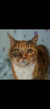 Domestic Short Hair Cats Available for Adoption in Wheaton, Illinois - Jury | PetCurious