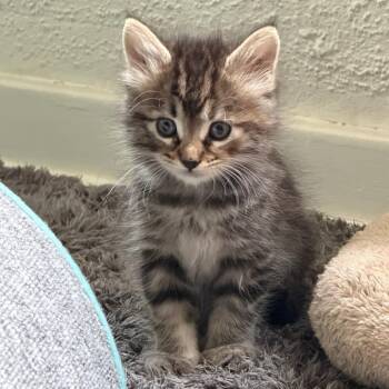 Domestic Medium Hair Cats Available for Adoption in Pasadena, California - Echo | PetCurious