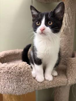 Caterpillar -  Domestic Short Hair Cat for Adoption in Arthur, Ontario - Caterpillar | PetCurious