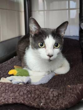 Miss Mittens -  Domestic Short Hair Cat for Adoption in Healdsburg, California - Miss Mittens | PetCurious