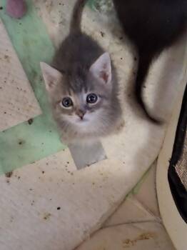 Clyde -  Domestic Short Hair Cat for Adoption in Heber City, Utah - Clyde | PetCurious