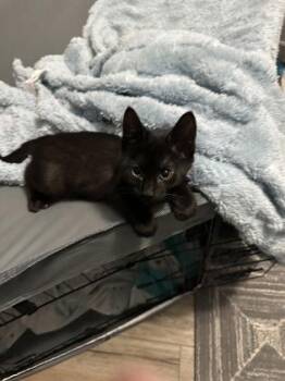Wilson -  Domestic Short Hair Cat for Adoption in Port Republic, Maryland - Wilson | PetCurious