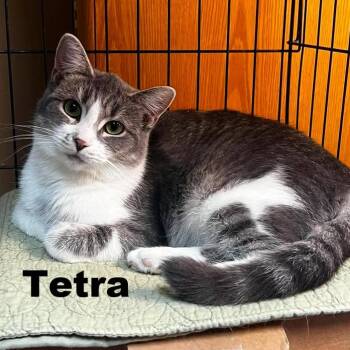 Tetra 250680 -  Domestic Short Hair Cat Available for Adoption in Gladstone, Michigan - Tetra 250680 | PetCurious