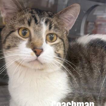 Coachman *Meet me at Petsmart Plymouth* -  Domestic Short Hair Cat for Adoption in Buffalo, Minnesota - Coachman *Meet Me At Petsmart Plymouth* | PetCurious