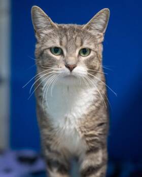 Demi -  Domestic Short Hair Cat for Adoption in Pequot Lakes, Minnesota - Demi | PetCurious
