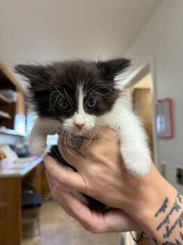 Domestic Medium Hair Cats Available for Adoption in Oakdale, California - Willowfluff | PetCurious