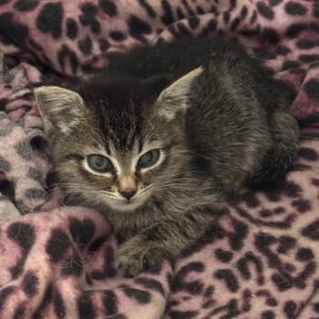 Sophia -  Domestic Short Hair Cat for Adoption in Keizer, Oregon - Sophia | PetCurious