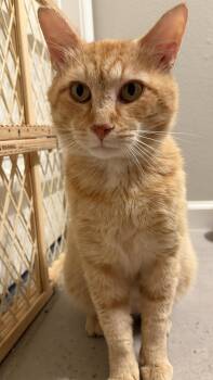 Chester -  Domestic Short Hair Cat for Adoption in Nashville, Tennessee - Chester | PetCurious