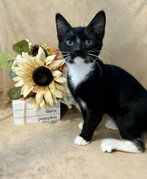 Rescue American Shorthair Cats for Adoption in Barboursville, West Virginia - Sam I Am | PetCurious
