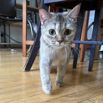 Miranda -  Scottish Fold Cat for Adoption - Miranda | PetCurious