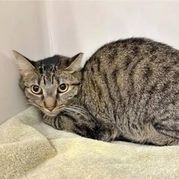 Baby Cat -  Domestic Short Hair Cat for Adoption in Brentwood, Missouri - Baby Cat | PetCurious