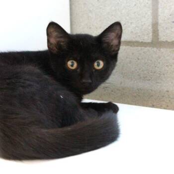 Selena -  Domestic Short Hair Cat for Adoption in Des Moines, Iowa - Selena | PetCurious