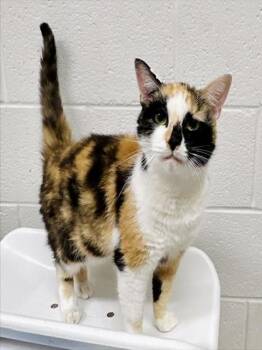 KALEIDOSCOPE -  Domestic Short Hair Cat for Adoption in Derwood, Maryland - KALEIDOSCOPE | PetCurious