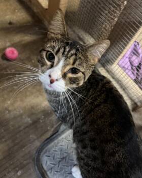 Martin -  Domestic Short Hair Cat for Adoption in Centerville, Georgia - Martin | PetCurious