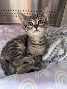 Karlin -  Domestic Short Hair Cat for Adoption in Fort Lupton, Colorado - Karlin | PetCurious