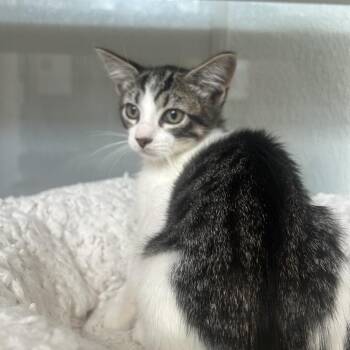 Prince -  Domestic Short Hair Cat for Adoption in Jupiter, Florida - Prince | PetCurious