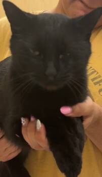 Rescue Domestic Short Hair Cats for Adoption in Elizabethton, Tennessee - BRUCE | PetCurious