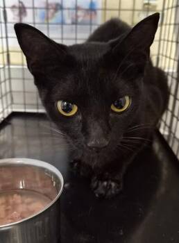 EMERALD -  Domestic Short Hair Cat for Adoption in Fort Myers, Florida - EMERALD | PetCurious
