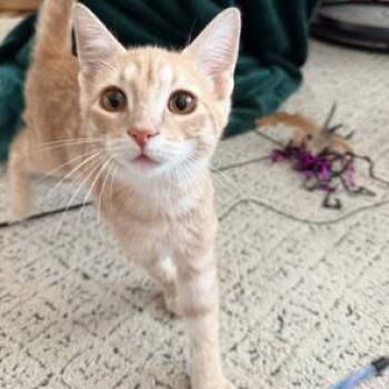 Peanut -  Tabby and Domestic Short Hair Cat for Adoption in UNIVERSITY PA, Maryland - Peanut | PetCurious