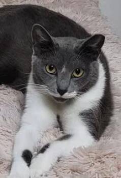 Rescue Domestic Short Hair Cats for Adoption in Parkland, Florida - Honey | PetCurious