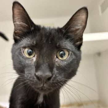 Batman -  Domestic Short Hair Cat for Adoption in Redwood City, California - Batman | PetCurious