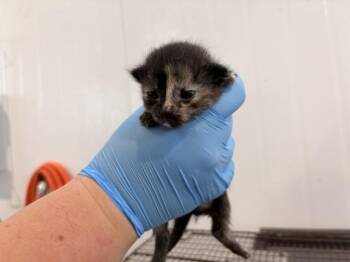 JULIA -  Domestic Long Hair Cat for Adoption in San Bernardino, California - JULIA | PetCurious